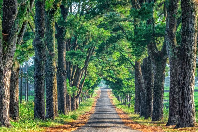 Được ví như ‘Đà Lạt thứ hai’, đâu là lực đẩy đưa du lịch Gia Lai cất cánh? ảnh 1