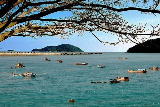 Ở Hòn Khoai có khoảng bao nhiêu loài thực vật?