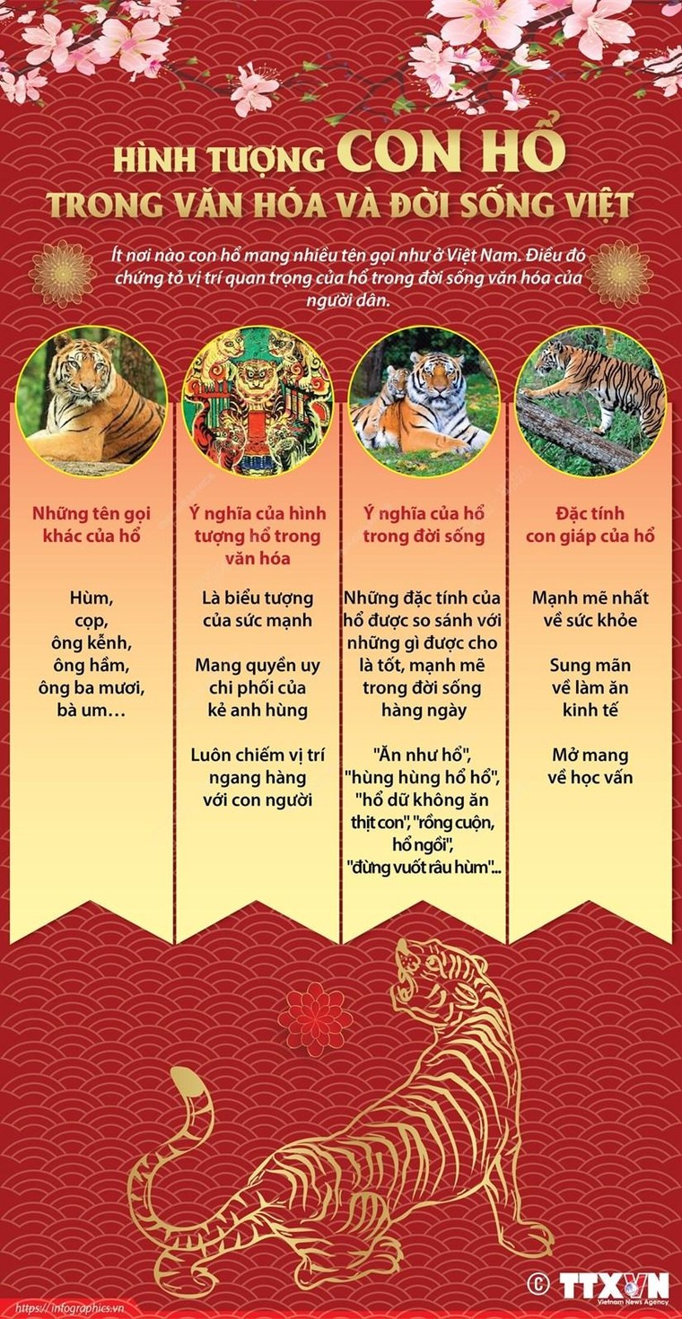 [Infographics] Hình tượng con hổ trong văn hóa và đời sống Việt ảnh 1