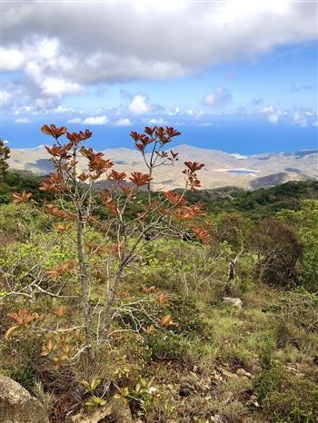 Đón Bằng công nhận Khu dự trữ sinh quyển thế giới Núi Chúa ảnh 1