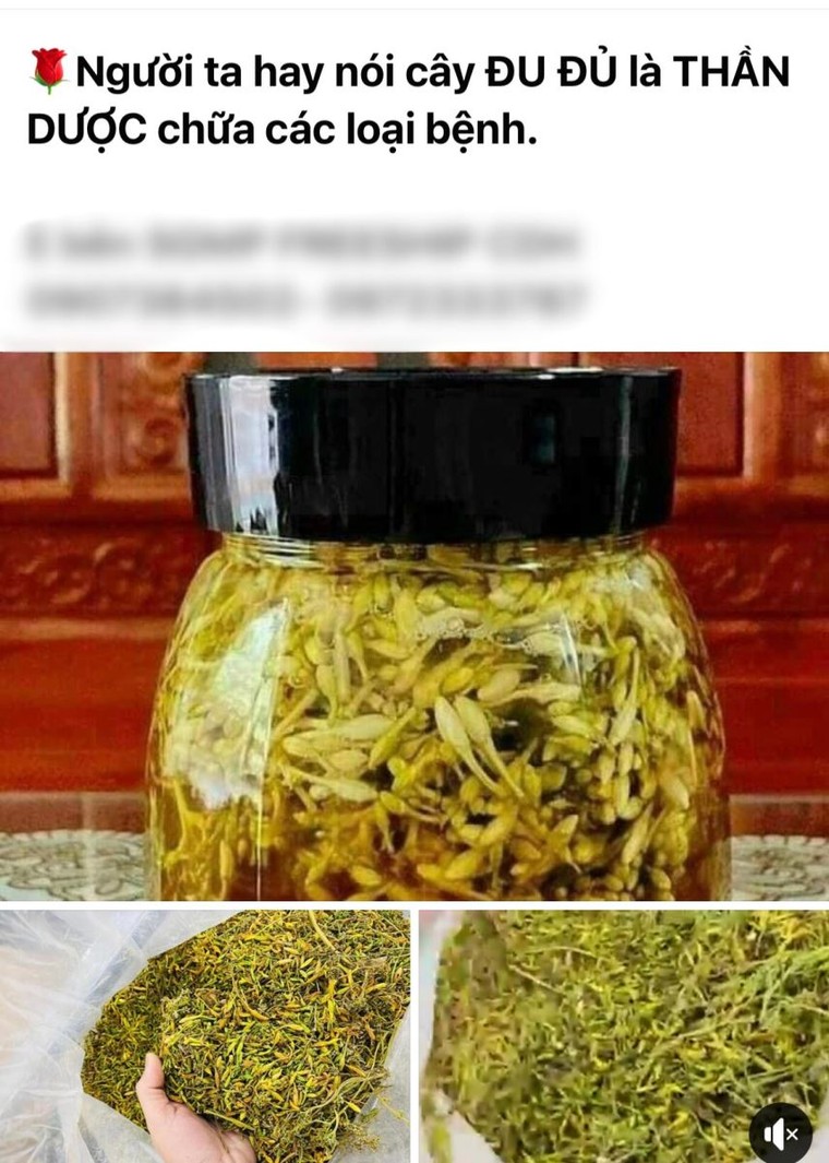 Uống hoa đu đủ đực có chữa được bệnh ung thư như ‘truyền miệng’? ảnh 1