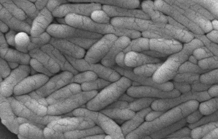 Vi khuẩn gây ngộ độc thực phẩm có thể giúp chiến đấu với ung thư ảnh 1