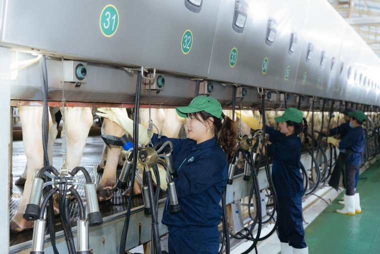 Từ vùng cao nguyên đến "thiên đường bò sữa" tại Gia Lai ảnh 5