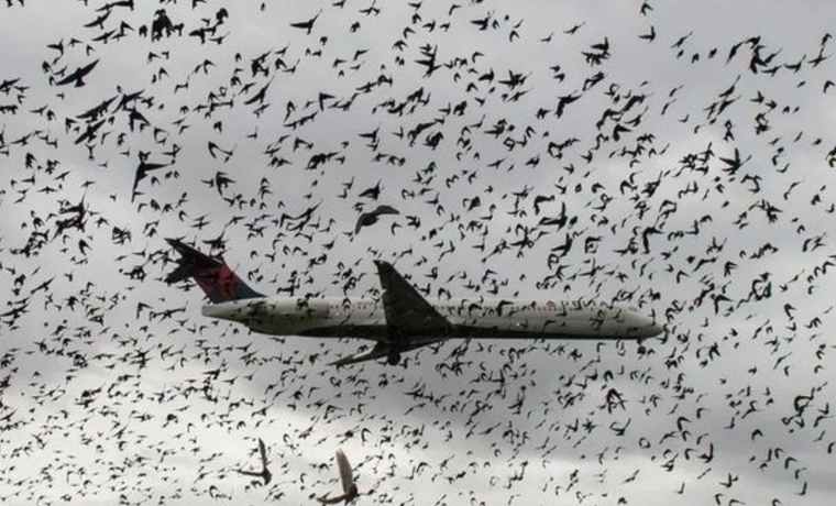 Những thảm kịch hàng không khó tin do máy bay va phải chim ảnh 1