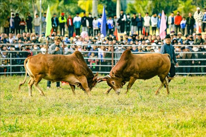 Đặc sắc Hội thi đấu bò truyền thống đầu Xuân ở Điện Biên ảnh 2