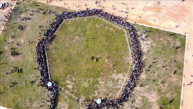 Đặc sắc Hội thi đấu bò truyền thống đầu Xuân ở Điện Biên ảnh 3