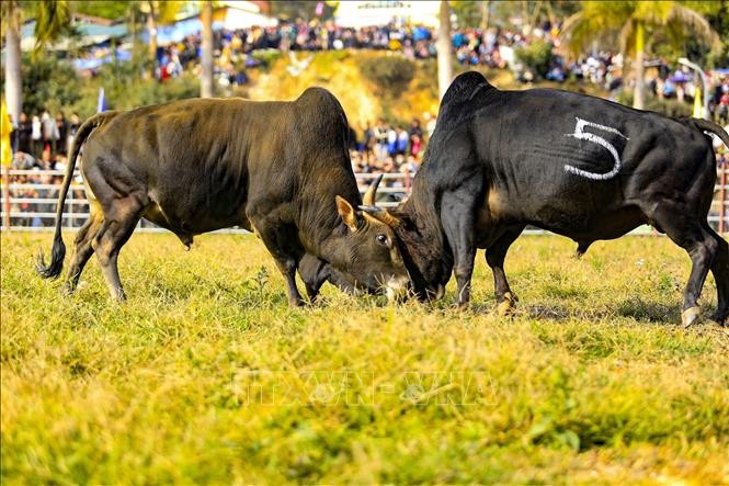 Đặc sắc Hội thi đấu bò truyền thống đầu Xuân ở Điện Biên ảnh 1