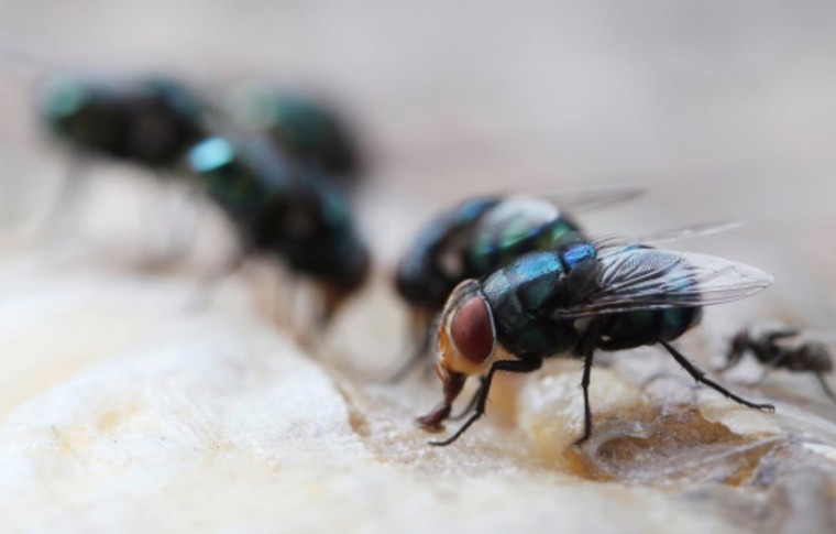 Ruồi có thể lây lan vi khuẩn kháng thuốc kháng sinh trong bệnh viện ảnh 1