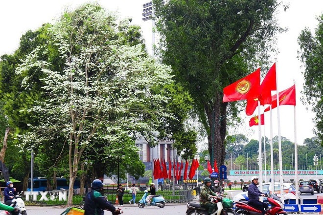 Hà Nội định hình bản sắc đô thị từ cây xanh bóng mát và ký ức mùa hoa ảnh 3