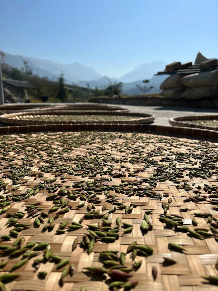 Thị trường trà cổ thụ: Sắp hết thời giá rẻ, nhà đầu tư sẽ gom trà như gom vàng? ảnh 2