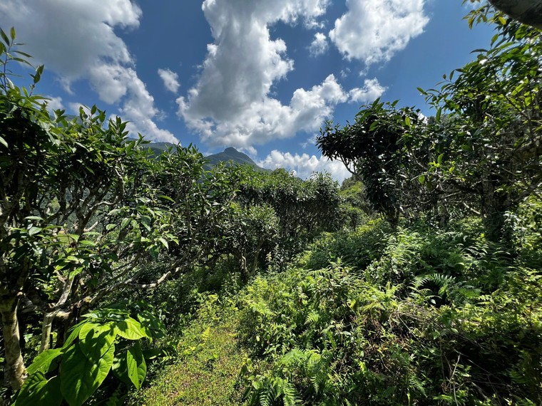 Thị trường trà cổ thụ: Sắp hết thời giá rẻ, nhà đầu tư sẽ gom trà như gom vàng? ảnh 4