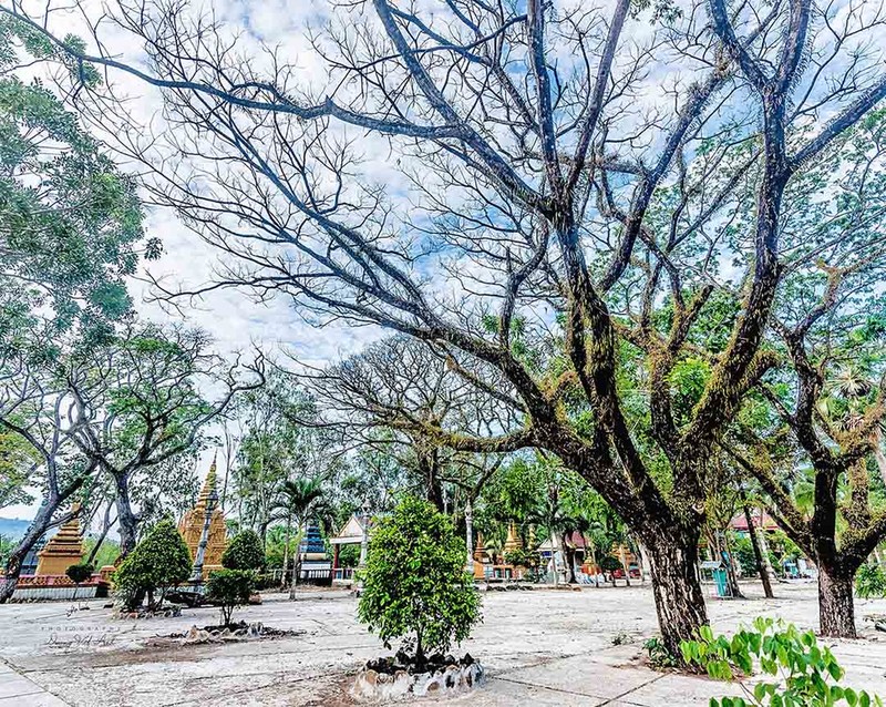 Độc đáo ngôi chùa màu hồng nằm giữa hàng trăm cây còng ở An Giang ảnh 5