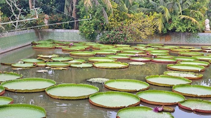 Vẻ đẹp cổ kính và độc đáo của chùa Lá Sen ở Đồng Tháp ảnh 5