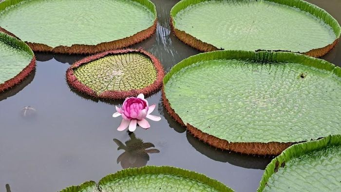 Vẻ đẹp cổ kính và độc đáo của chùa Lá Sen ở Đồng Tháp ảnh 4