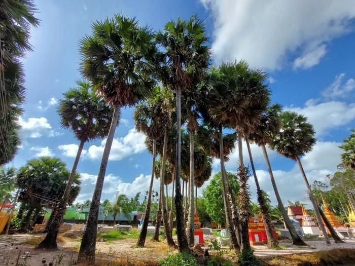 Chiêm ngưỡng vẻ đẹp của ngôi chùa cổ ở Sóc Trăng với vườn thốt nốt trăm năm tuổi ảnh 1