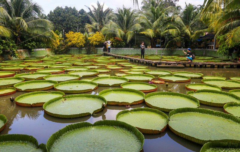 Nét đẹp riêng biệt của chùa Sen Nia tại Đồng Tháp ảnh 1