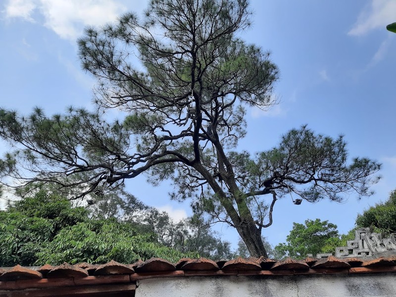 Cây tùng cổ 700 tuổi tỏa bóng mát che chùa Linh Sơn ảnh 6