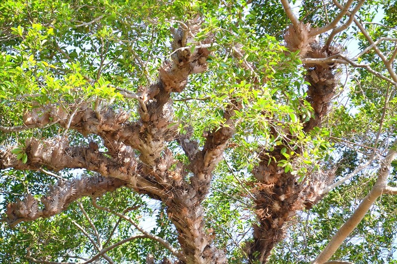 Chiêm ngưỡng ngôi chùa đẹp nhất ở Phú Quốc ảnh 8