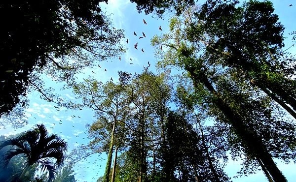 Về An Giang xem loài dơi quý hiếm sống trong ngôi chùa cổ hơn 200 năm tuổi ảnh 3