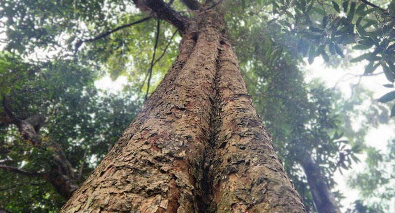 Ngắm những cổ vật quý trong ngôi chùa 400 năm tuổi ở Thái Nguyên ảnh 13