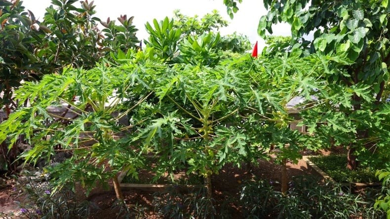 Chùa Đá Tây A lặng lẽ tựa đóa sen bung nở nơi đảo xa ảnh 8