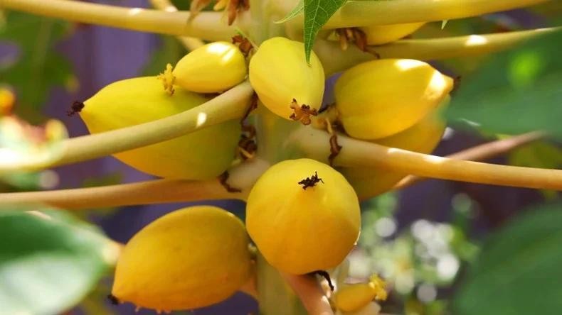 Chùa Đá Tây A lặng lẽ tựa đóa sen bung nở nơi đảo xa ảnh 3