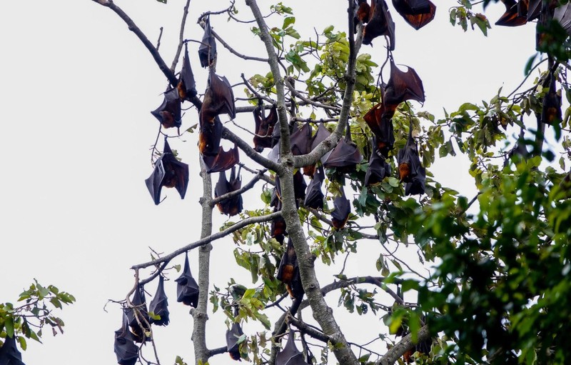 Những ngôi chùa ‘cưu mang’ đàn chim trời, dơi khổng lồ suốt hàng chục năm ảnh 5