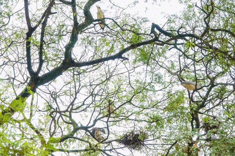 Những ngôi chùa ‘cưu mang’ đàn chim trời, dơi khổng lồ suốt hàng chục năm ảnh 2