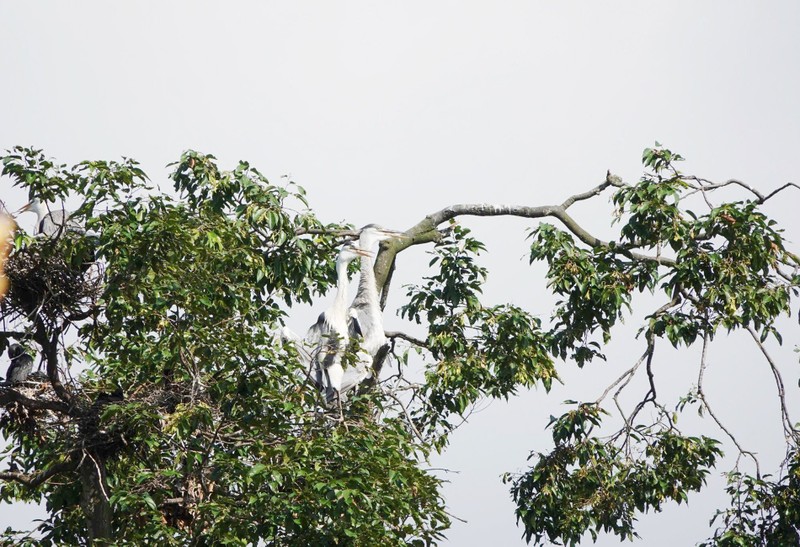 Những ngôi chùa ‘cưu mang’ đàn chim trời, dơi khổng lồ suốt hàng chục năm ảnh 4