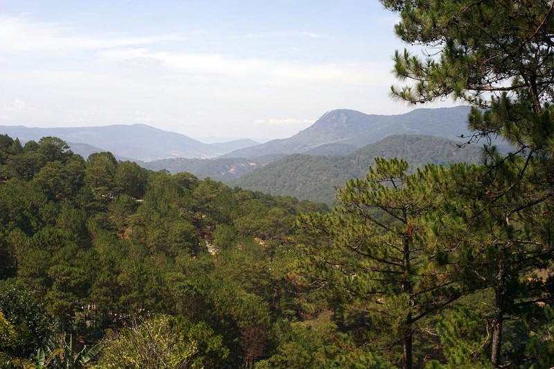 Chùa Linh Phong: Ngôi chùa mang vẻ đẹp đậm chất Đà Lạt ảnh 15