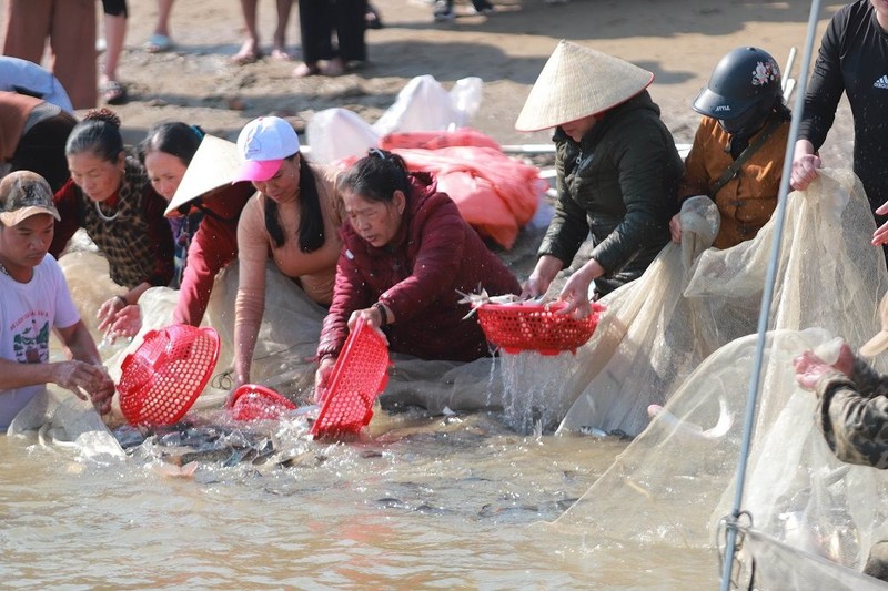 Nghệ An: Chùa Viên Quang phóng sinh 10 tấn cá xuống sông Lam ảnh 2