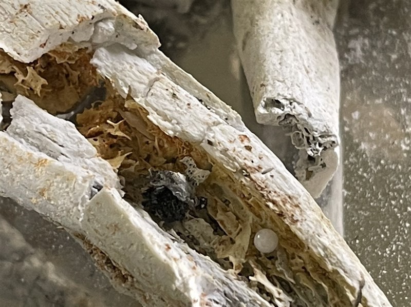 Chiêm ngưỡng xá lợi của Đại lão Hoà thượng Tinh Vân ảnh 2