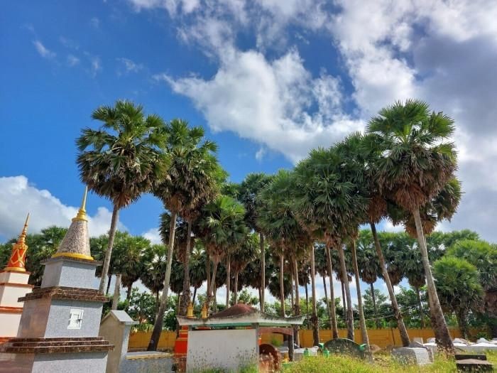 Chiêm ngưỡng vẻ đẹp của ngôi chùa cổ ở Sóc Trăng với vườn thốt nốt trăm năm tuổi ảnh 2