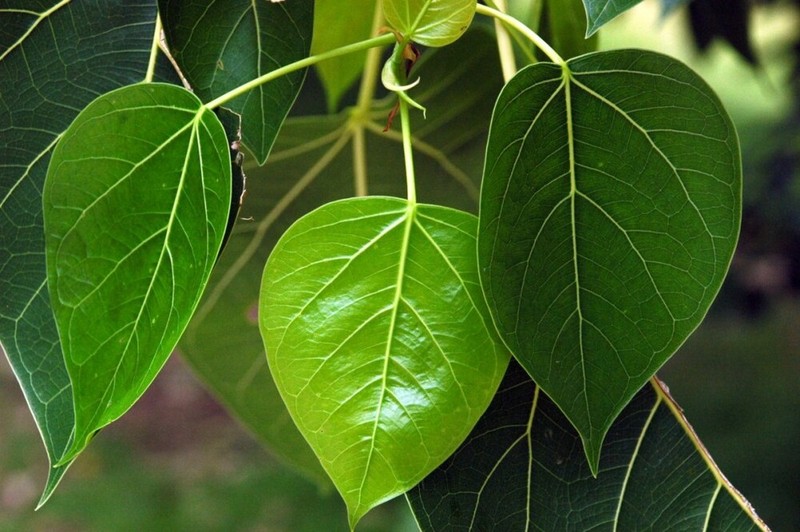 Bồ-tát Quán Thế Âm có những ứng hóa thân nào? ảnh 2