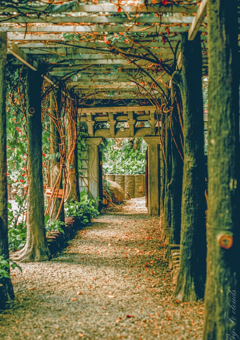 Ngắm nhìn vẻ đẹp của tu viện 118 năm tuổi thanh tịnh an yên ở TP. HCM ảnh 5