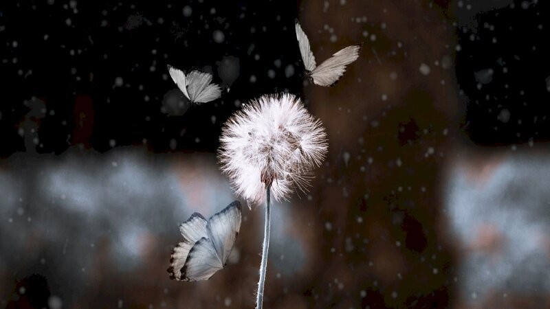 Trụ vào an lạc là đang chấp một chiều ảnh 1