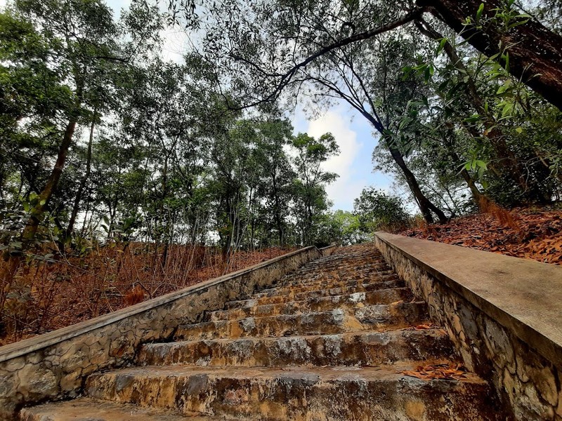 Cây tùng cổ 700 tuổi tỏa bóng mát che chùa Linh Sơn ảnh 7