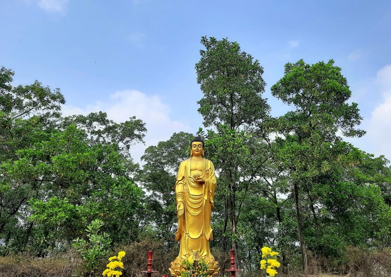 Cây tùng cổ 700 tuổi tỏa bóng mát che chùa Linh Sơn ảnh 1