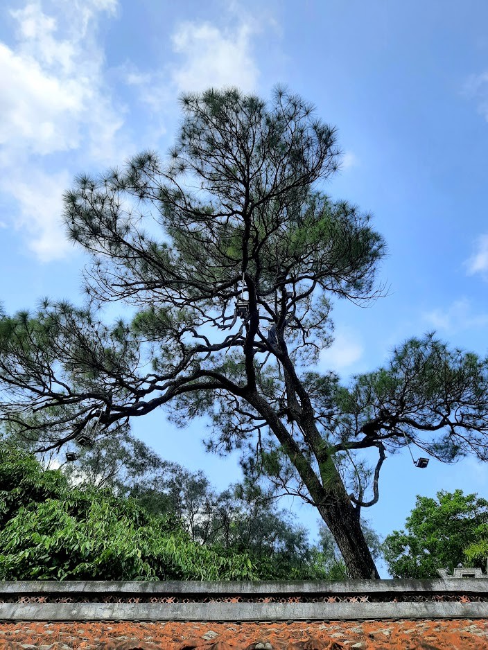 Cây tùng cổ 700 tuổi tỏa bóng mát che chùa Linh Sơn ảnh 10