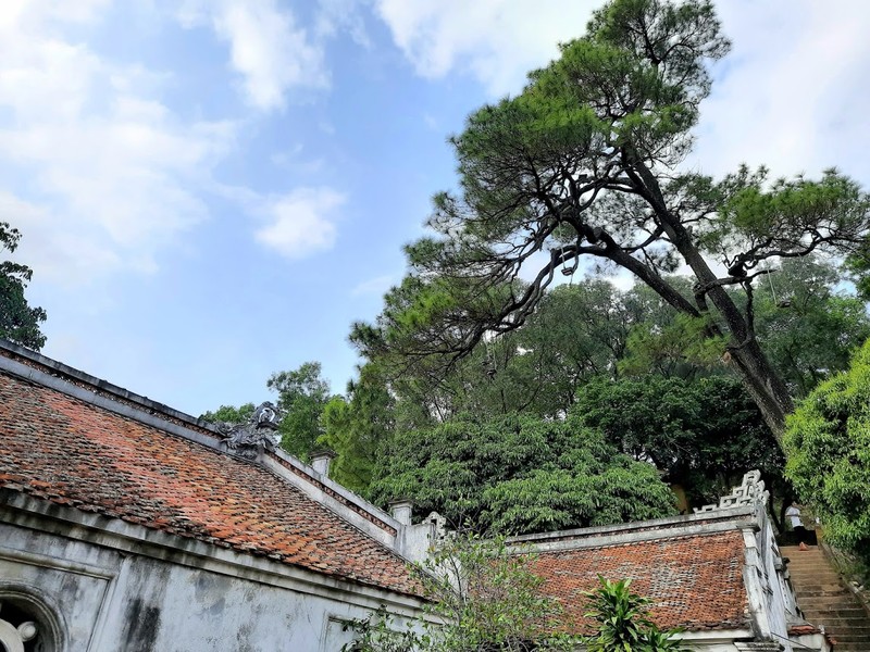 Cây tùng cổ 700 tuổi tỏa bóng mát che chùa Linh Sơn ảnh 8