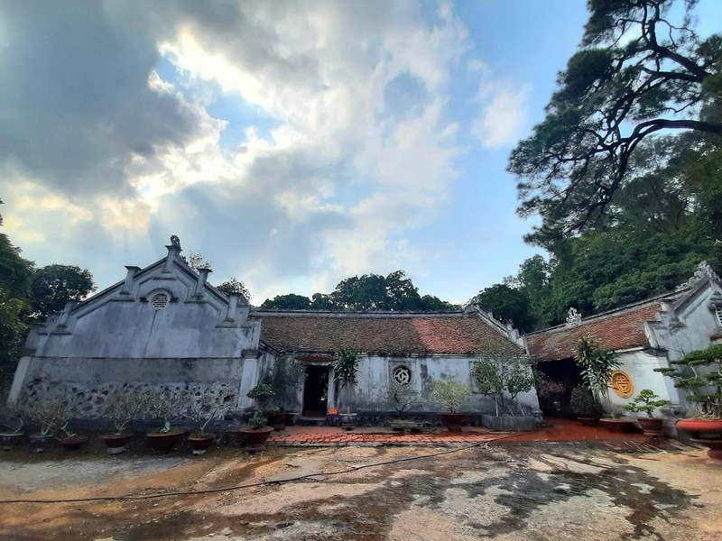 Cây tùng cổ 700 tuổi tỏa bóng mát che chùa Linh Sơn ảnh 9