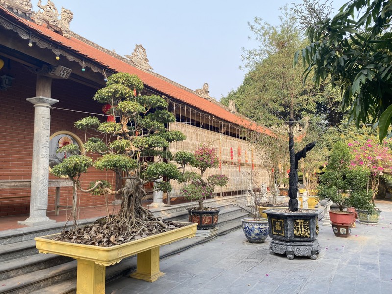 Cây tùng cổ 700 tuổi tỏa bóng mát che chùa Linh Sơn ảnh 11