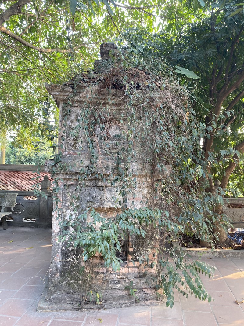 Cây tùng cổ 700 tuổi tỏa bóng mát che chùa Linh Sơn ảnh 12