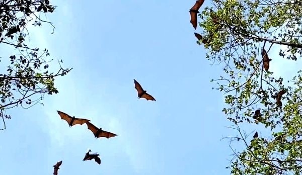 Về An Giang xem loài dơi quý hiếm sống trong ngôi chùa cổ hơn 200 năm tuổi ảnh 2