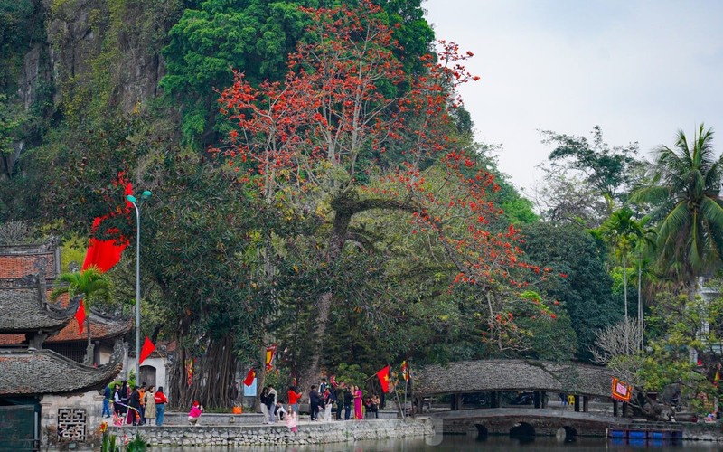 Hoa gạo đỏ rực bên ngôi chùa nghìn năm tuổi ở Hà Nội ảnh 3