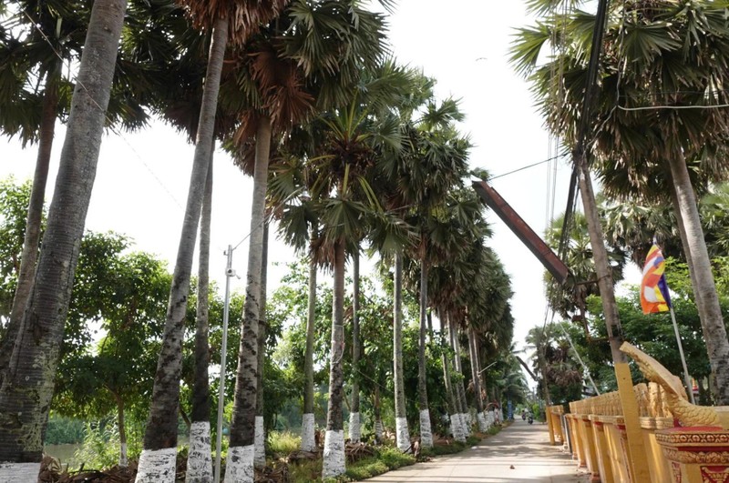 Ngôi chùa có nhiều cây thốt nốt nhất miền Tây ảnh 3