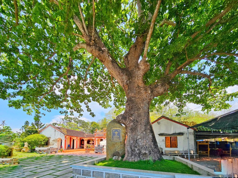 Ngôi chùa gần 300 năm tuổi, nơi in dấu bước chân tu hành của Bồ tát Thích Quảng Đức ảnh 3