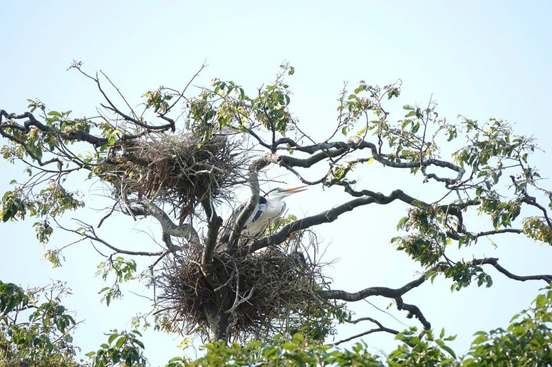 Những ngôi chùa ‘cưu mang’ đàn chim trời, dơi khổng lồ suốt hàng chục năm ảnh 3