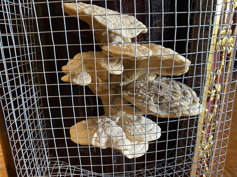 Thực hư cột lim chính điện Thiền viện Trúc Lâm mọc nấm trị bá bệnh ảnh 1