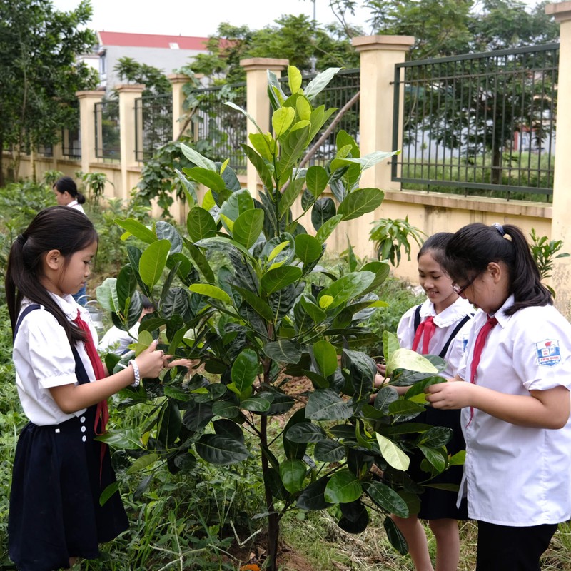 Quỹ 1 triệu cây xanh cho Việt Nam: lan tỏa tình yêu thiên nhiên, môi trường đến với học sinh Quỹ 1 triệu cây xanh cho Việt Nam: lan tỏa tình yêu thiên nhiên, môi trường đến với học sinh
